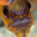 cardinalfish_ringtailed_gbb_mb_h_0143_png1392.jpg